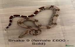 Boa Snake reptiles for sale: ✨ Stunning Red Tailed Suriname Boa’s (BCC) ✨ - Image 5