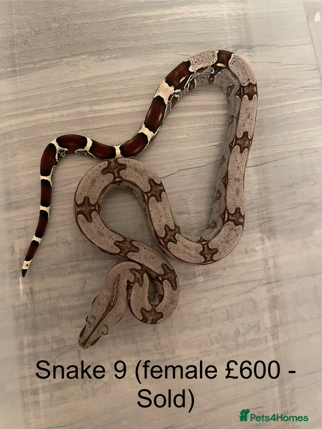 Boa Snake reptiles for sale: ✨ Stunning Red Tailed Suriname Boa’s (BCC) ✨ - Image 5