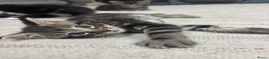 Kitten 2