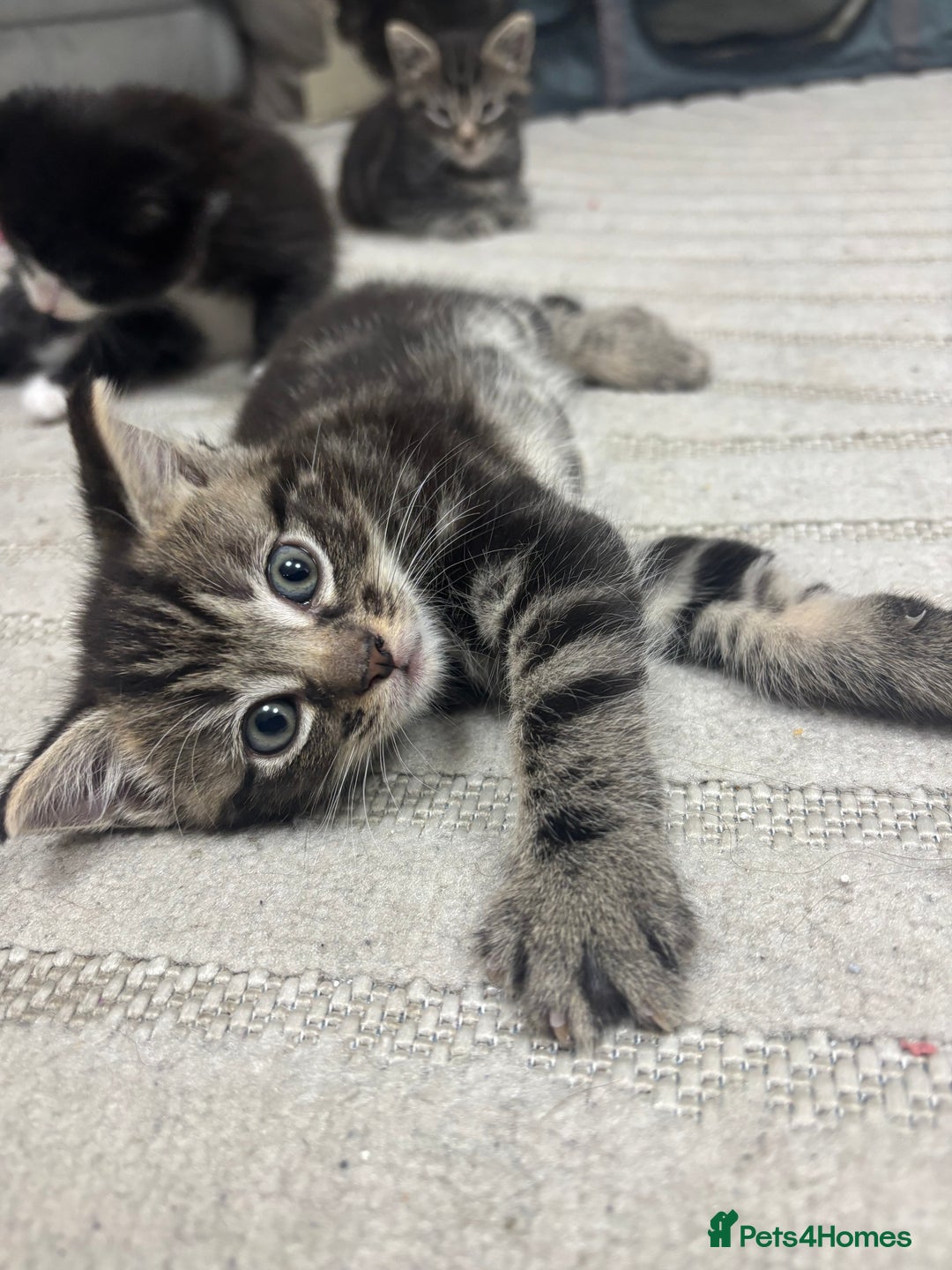 Siamese cats for sale: Beautiful Fluffy Siamese-Tabby Mix Kittens  - Image 11
