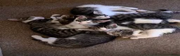 Mixed Breed cats for sale: Kittens ready to go  - Advert 2