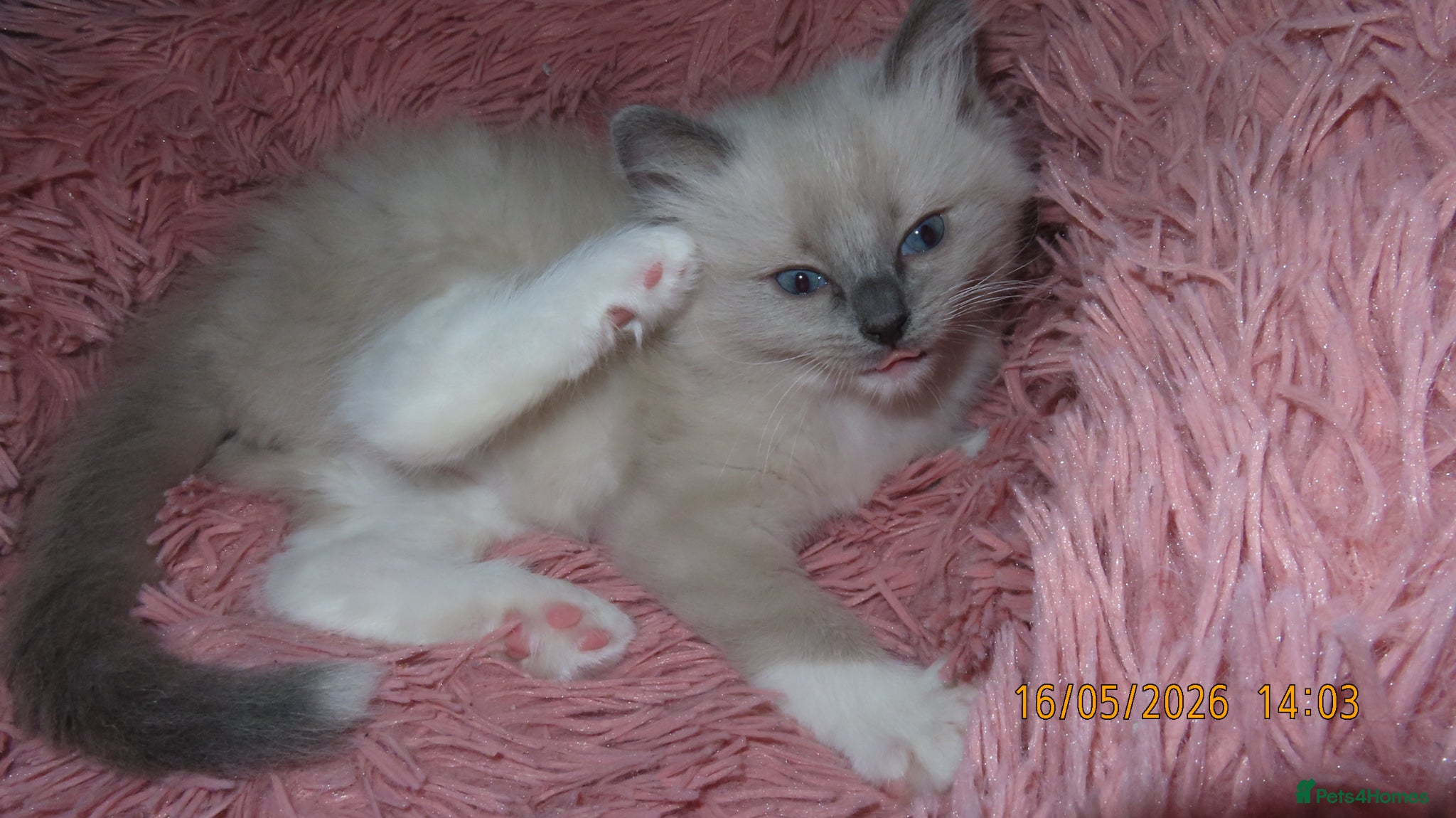 Ragdoll cats Beautiful Blue Point Mitted Ragdoll Boy - Advert 1