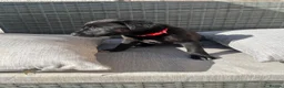 Borador dogs for sale: Borador puppies, labrador cross collie - Advert 7
