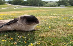 Mini Lop rabbits for sale: Beautiful mini lop for rehoming - Image 2