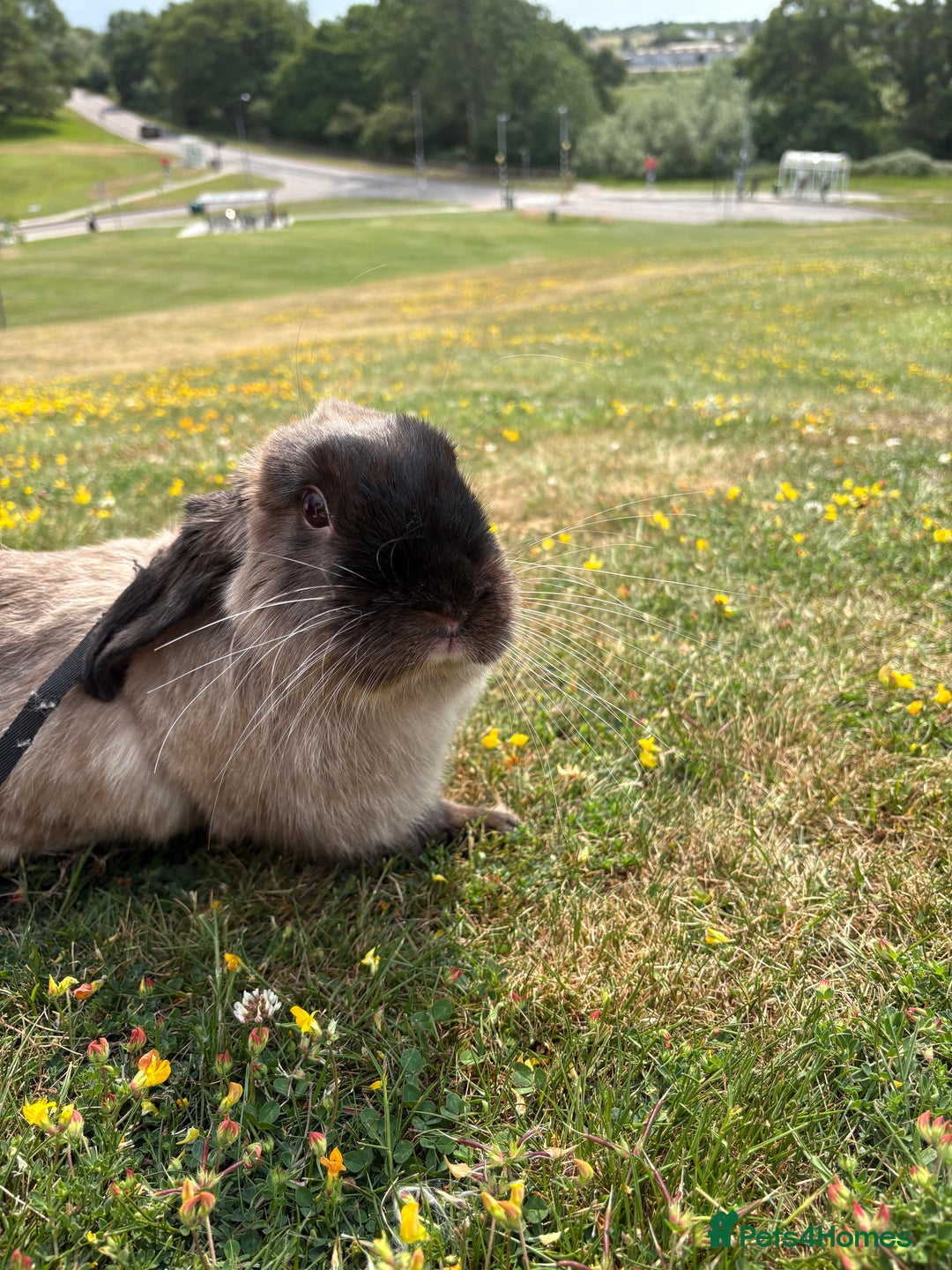 Mini Lop rabbits for sale: Beautiful mini lop for rehoming - Image 2