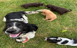 Cocker Spaniel dogs for sale: GORGEOUS WORKING COCKER PUPS - Image 25