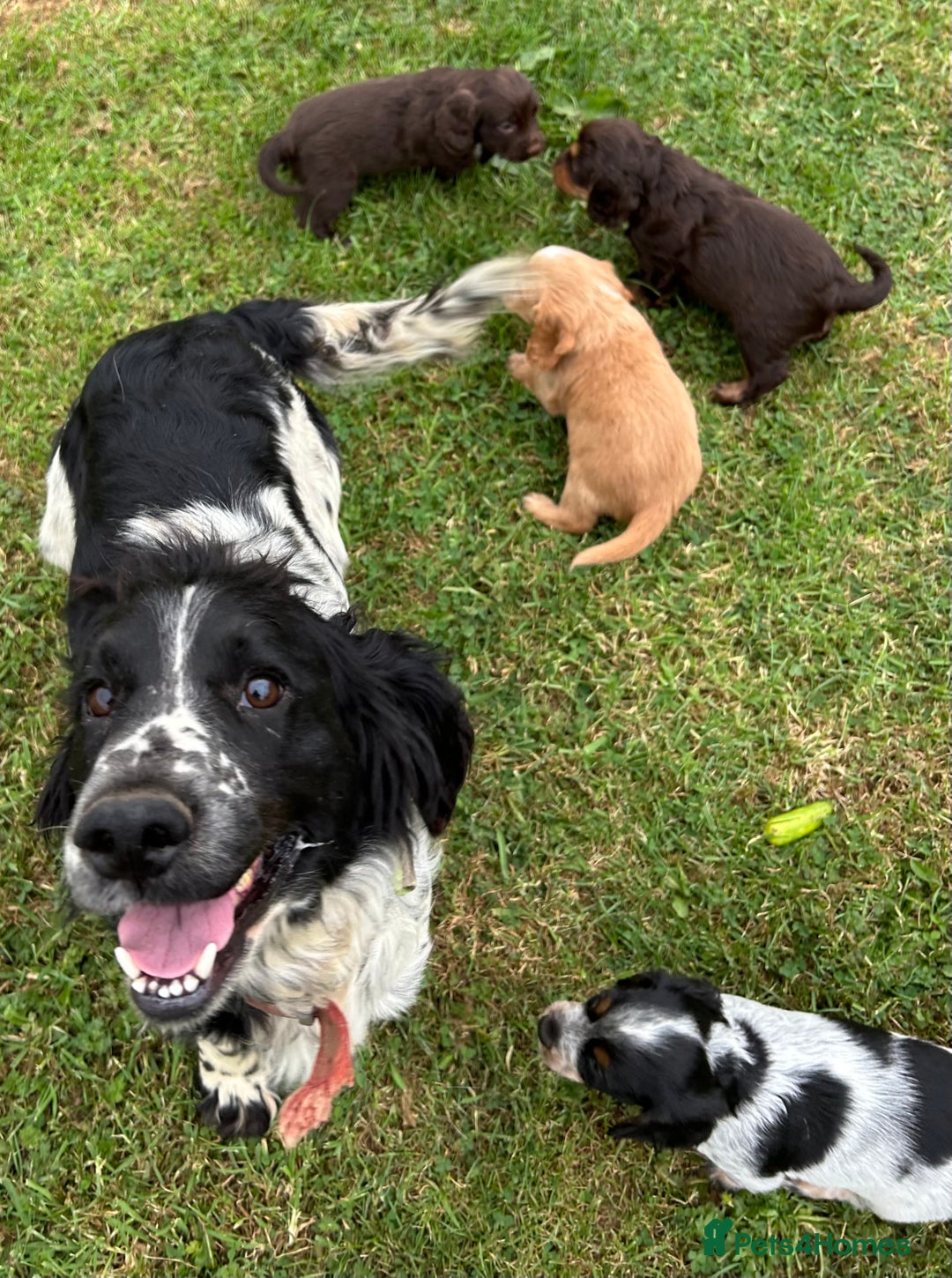 Cocker Spaniel dogs for sale: GORGEOUS WORKING COCKER PUPS - Image 25