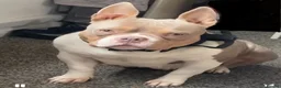 Mixed Breed dogs for sale: French bulldog X Pocket bully in Birmingham - Advert 3