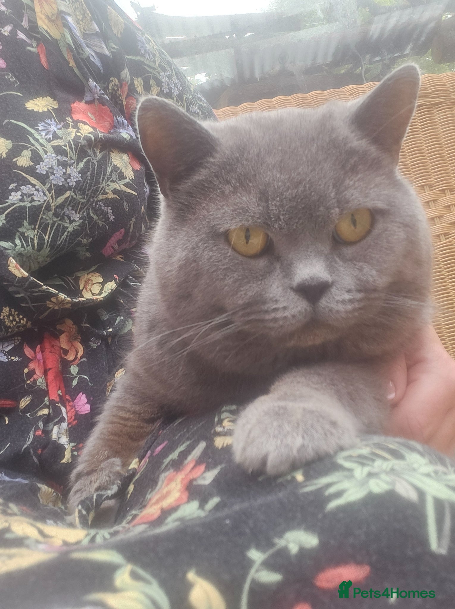 British Shorthair cats Gccf / Tica Poven active BLUE Boy - Advert 18