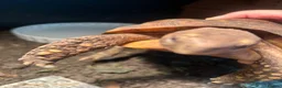 Tortoise reptiles for sale: Bells hingeback tortoise in Leeds - Advert 11