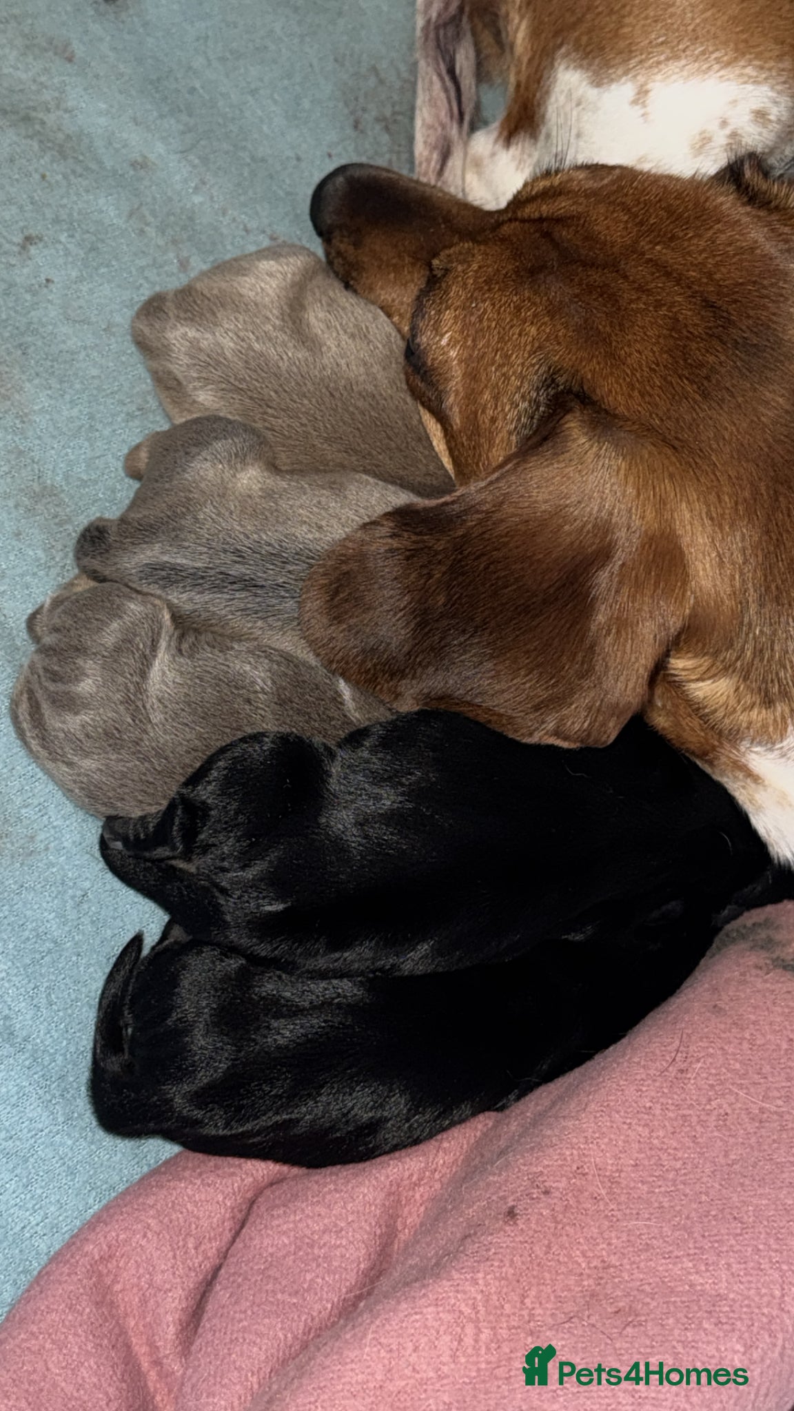 Miniature Dachshund dogs for stud: KC Registered Isabella & Tan Stud in Keighley - Advert 12