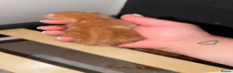 Mixed Breed cats for sale: Ginger kittens in Portsmouth - Advert 5