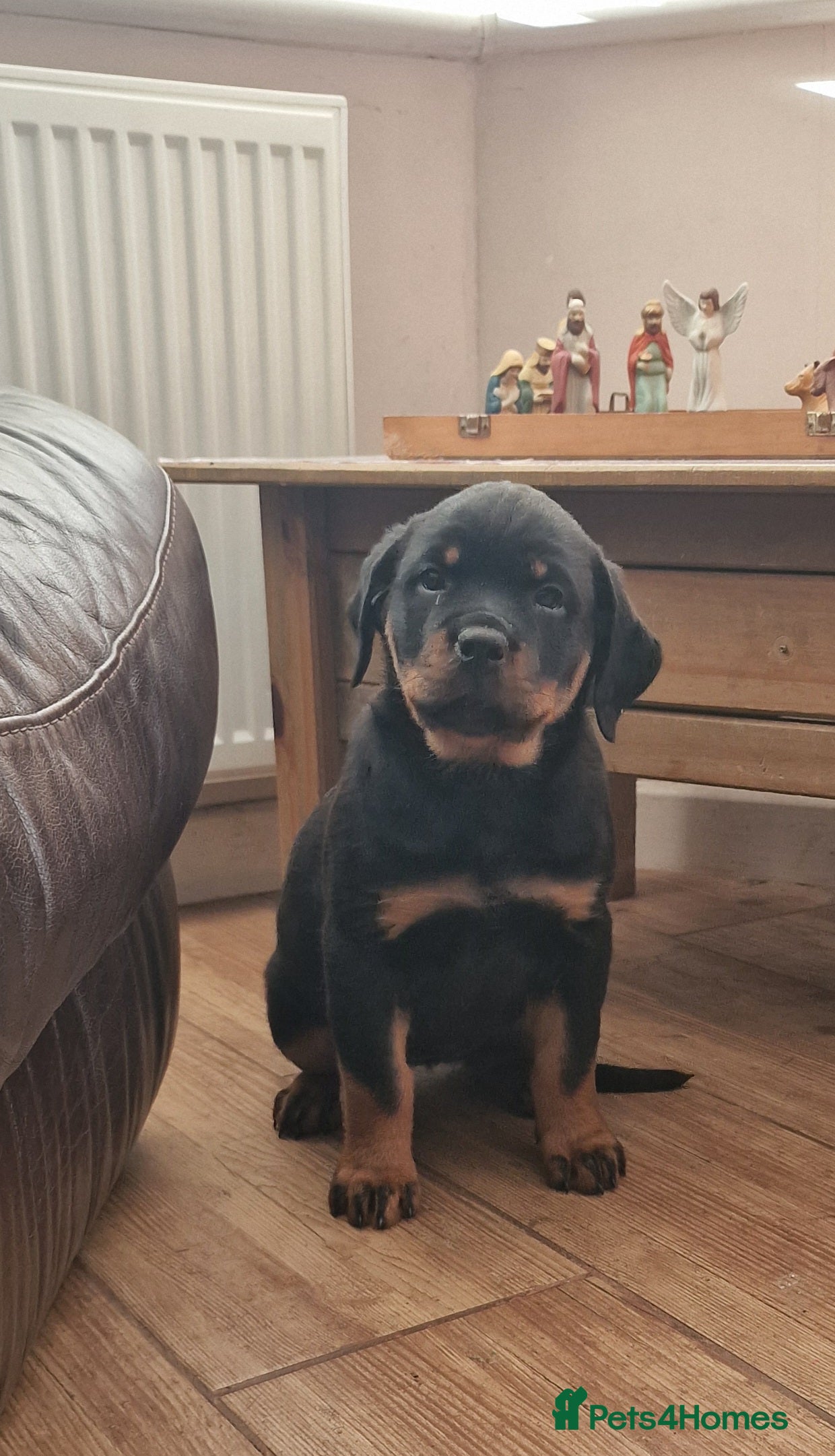 Rottweiler dogs MASSIVE ROTTWEILER PUPPIES  - Advert 2