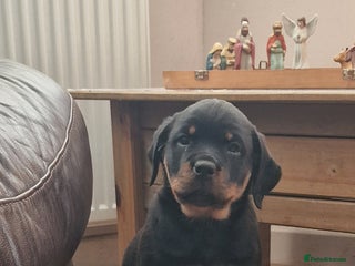 Rottweiler dogs MASSIVE ROTTWEILER PUPPIES - Advert 2