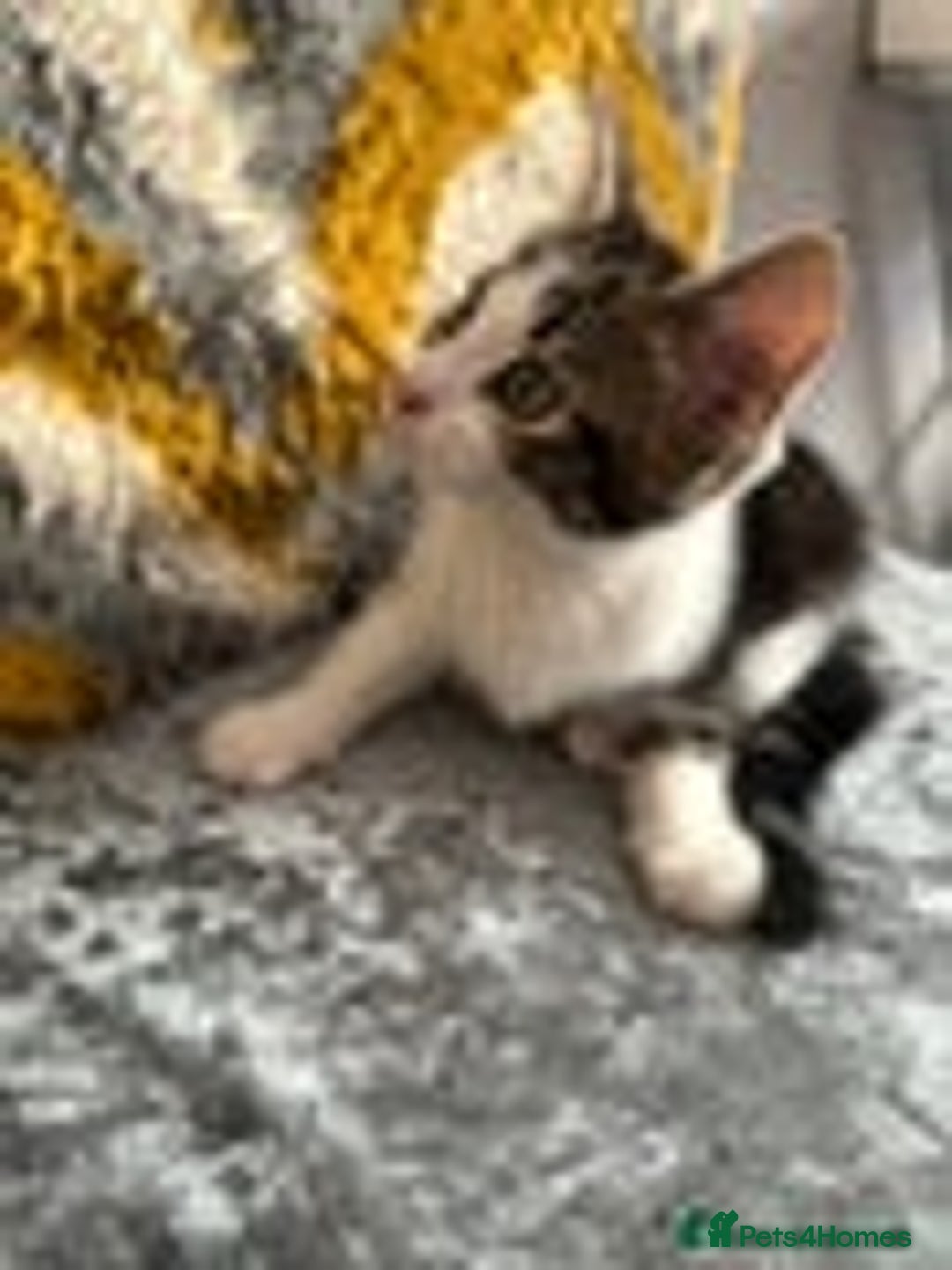Mixed Breed cats for sale: 4 kittens for sale  - Image 2