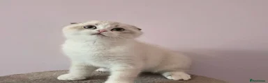 Scottish Fold Kitten 3