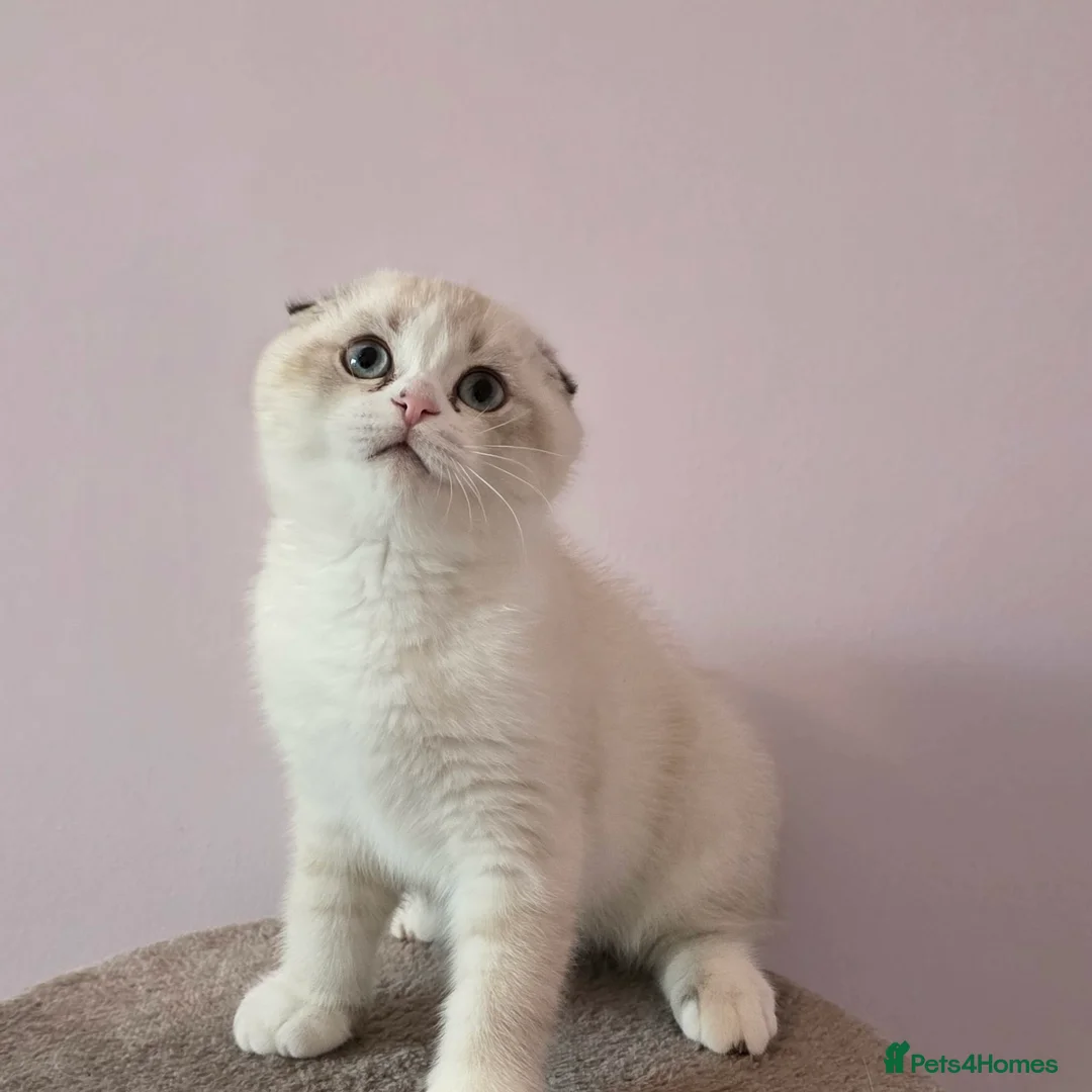 Scottish Fold cats for sale: Pedigree Scottish fold - Advert 17