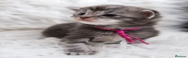 Maine Coon Kitten 3