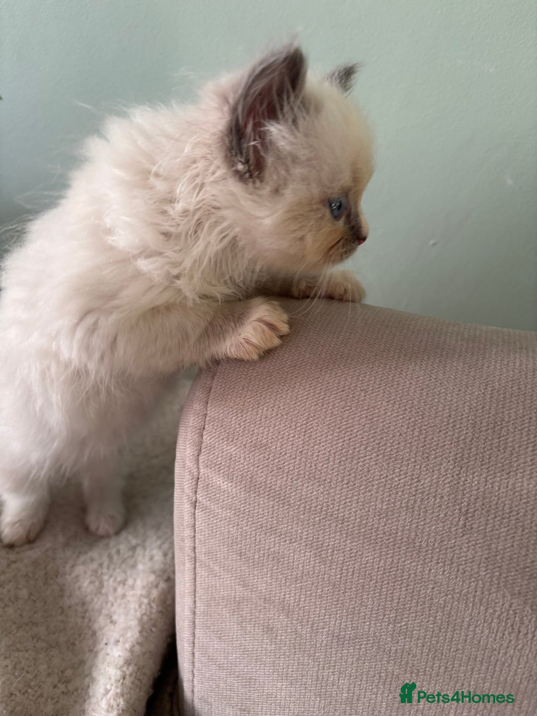 Ragdoll cats for sale: Cuddle-Ready Pedigree Ragdoll Kittens  - Advert 7