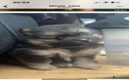 Pomeranian dogs for sale: 2 little Pomeranian Boys   - Image 3