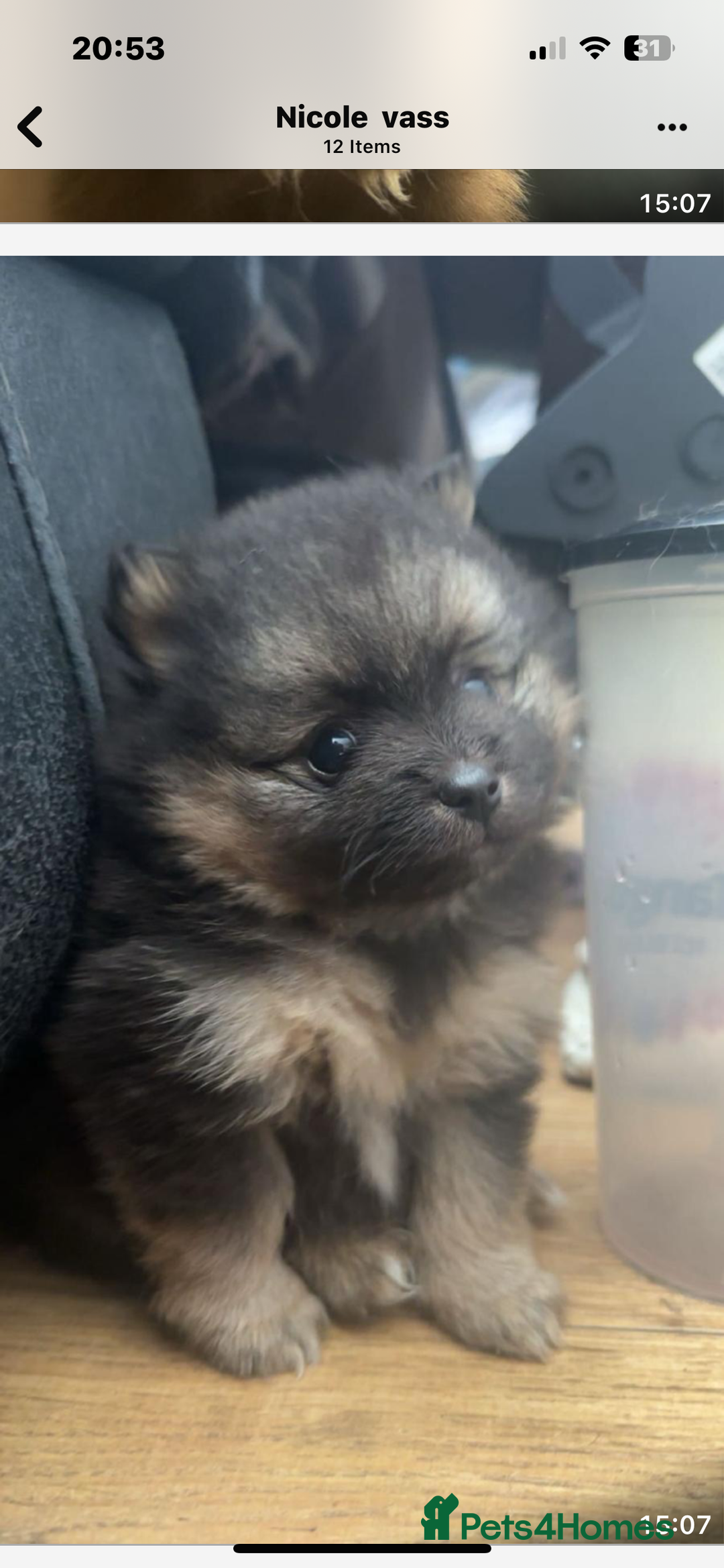 Pomeranian dogs for sale: 2 little Pomeranian Boys   - Image 3