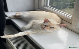 Siamese cats for sale: Ariel - Rescue Siamese - Image 3