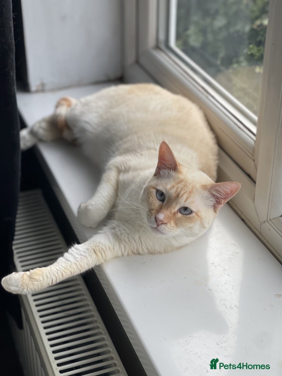 Siamese cats for sale: Ariel - Rescue Siamese - Image 3