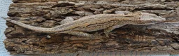 Gecko reptiles for sale: Orange stripe gargoyle gecko - Advert 2