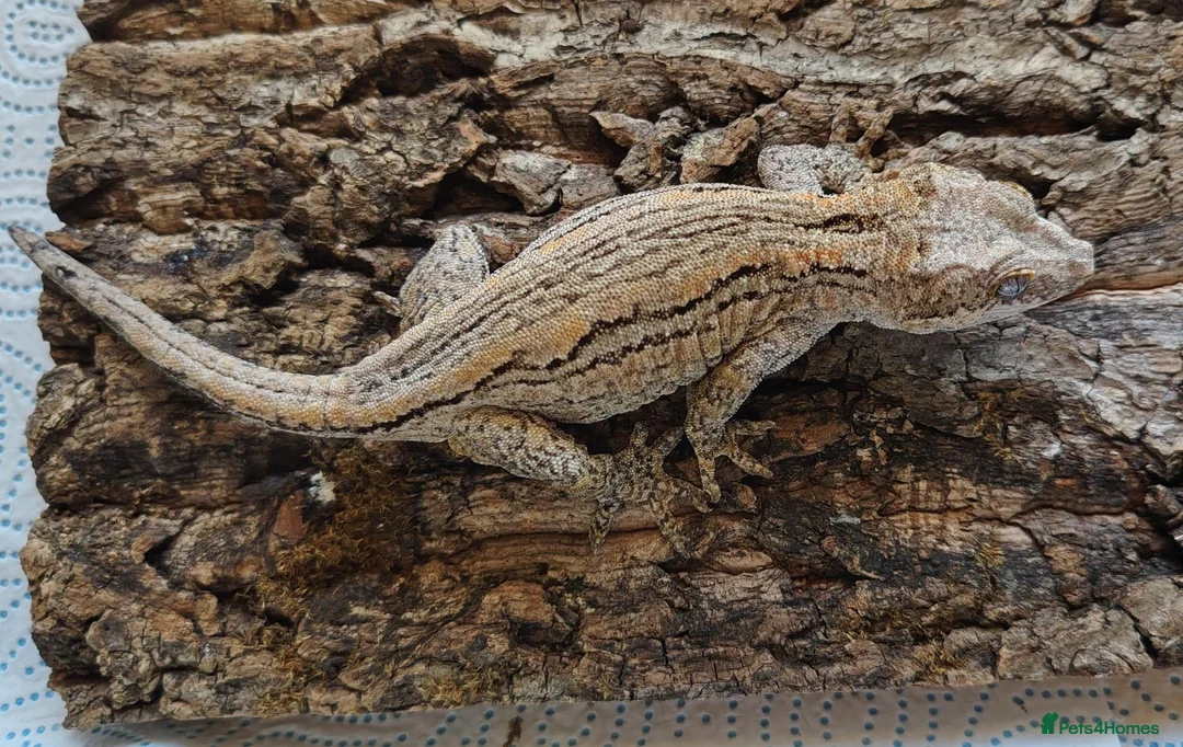 Gecko reptiles for sale: Orange stripe gargoyle gecko - Advert 2