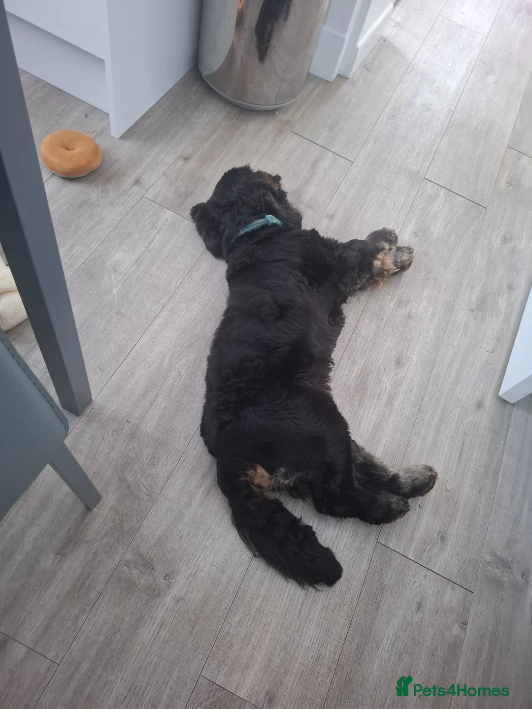 Cocker Spaniel dogs for sale: SOLD  -  KC show black & tan male cocker puppy - Advert 6