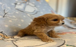 Cavapoo dogs for sale: Beautiful cavapoo pups from family home  - Advert 20