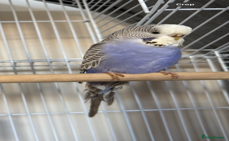 Budgerigars birds - Advert 1