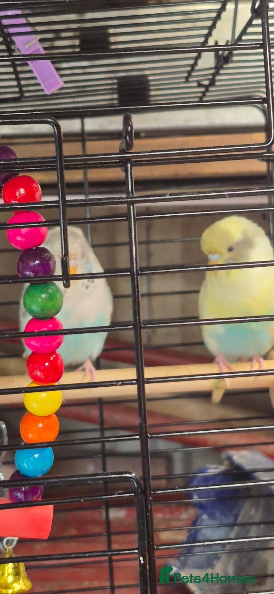 Budgerigars birds Two budgies and cage  - Advert 6