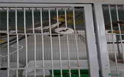 Cockatiels birds for sale: Kakarviki male and female cocktail one - Image 2