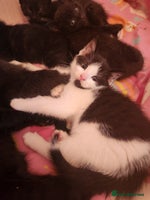Mixed Breed cats - Advert 8