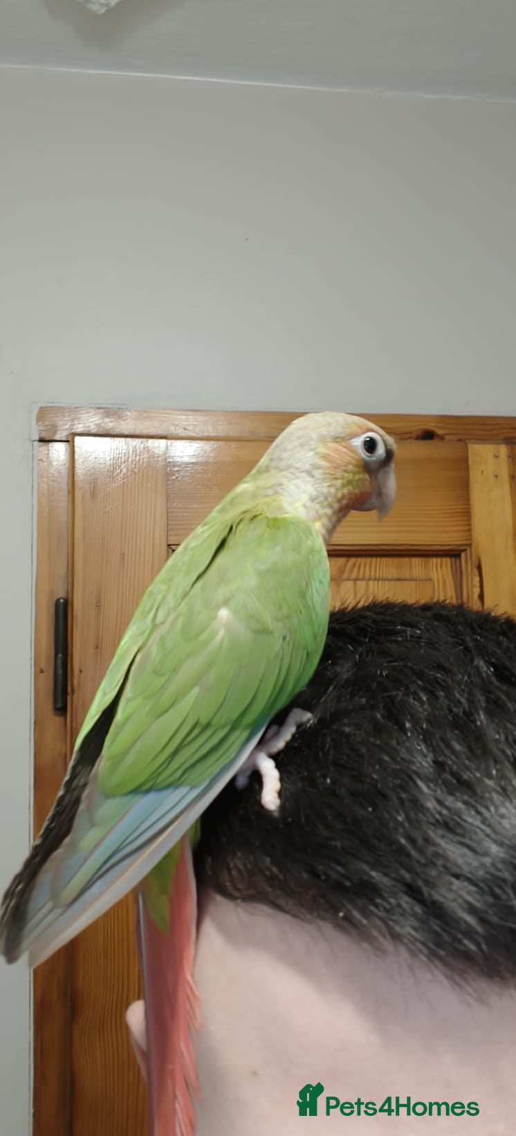 Conures birds Pineapple and cinnamon baby conures  - Advert 1