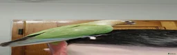 Conures birds for sale: Pineapple and cinnamon baby conures  - Advert 3