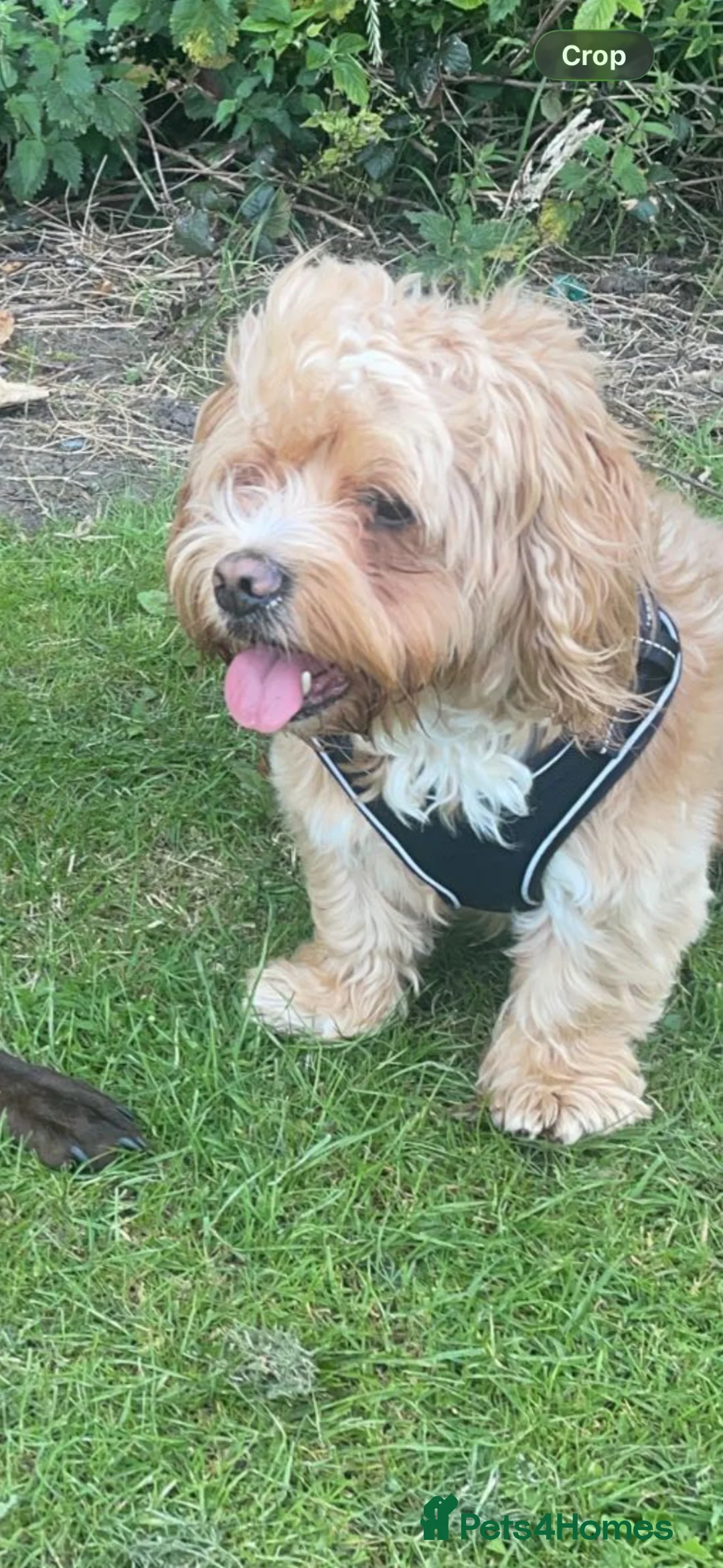 Mixed Breed dogs for sale: Cock-A-Tzu male - Advert 6