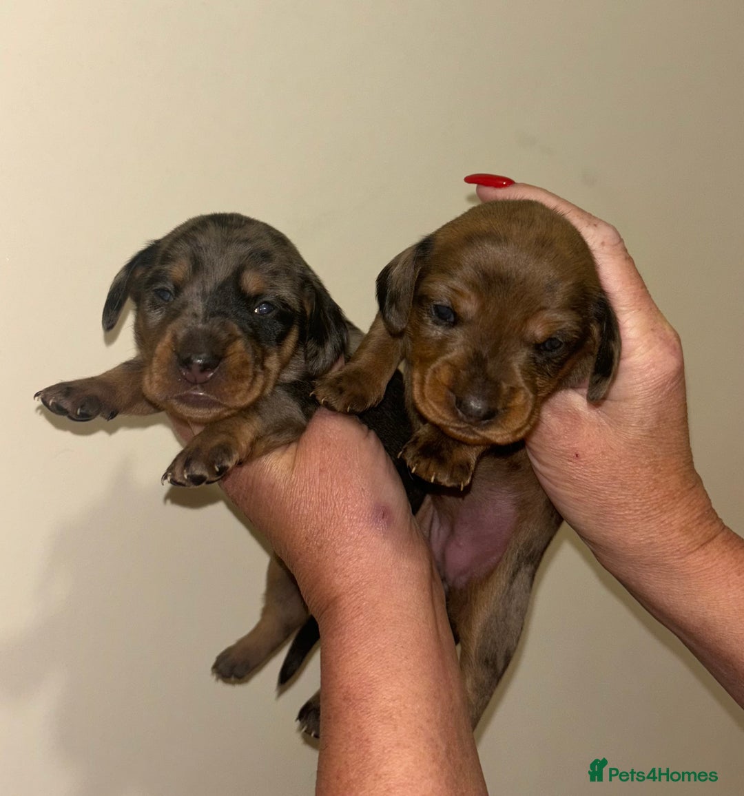Dachshund dogs for sale: Stunning miniture dashhounds  - Advert 3