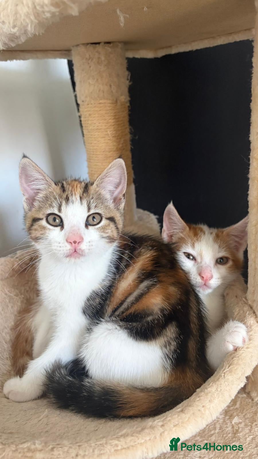Mixed Breed cats 2 kittens ready for new homes  - Advert 9