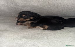 Jack Russell dogs for sale: 3 beautiful jack russle puppy’s  - Image 12