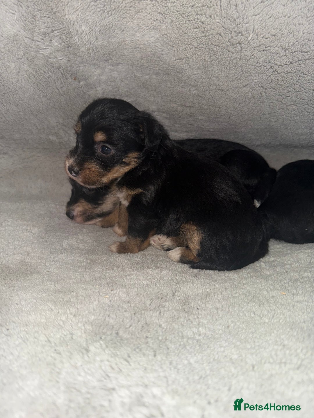 Jack Russell dogs for sale: 3 beautiful jack russle puppy’s  - Image 12