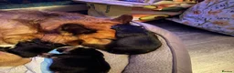German Shepherd dogs for sale: 🐾 STUNNING GERMAN SHEPHERD PUPPIES FOR SALE** 🐾 - Advert 19
