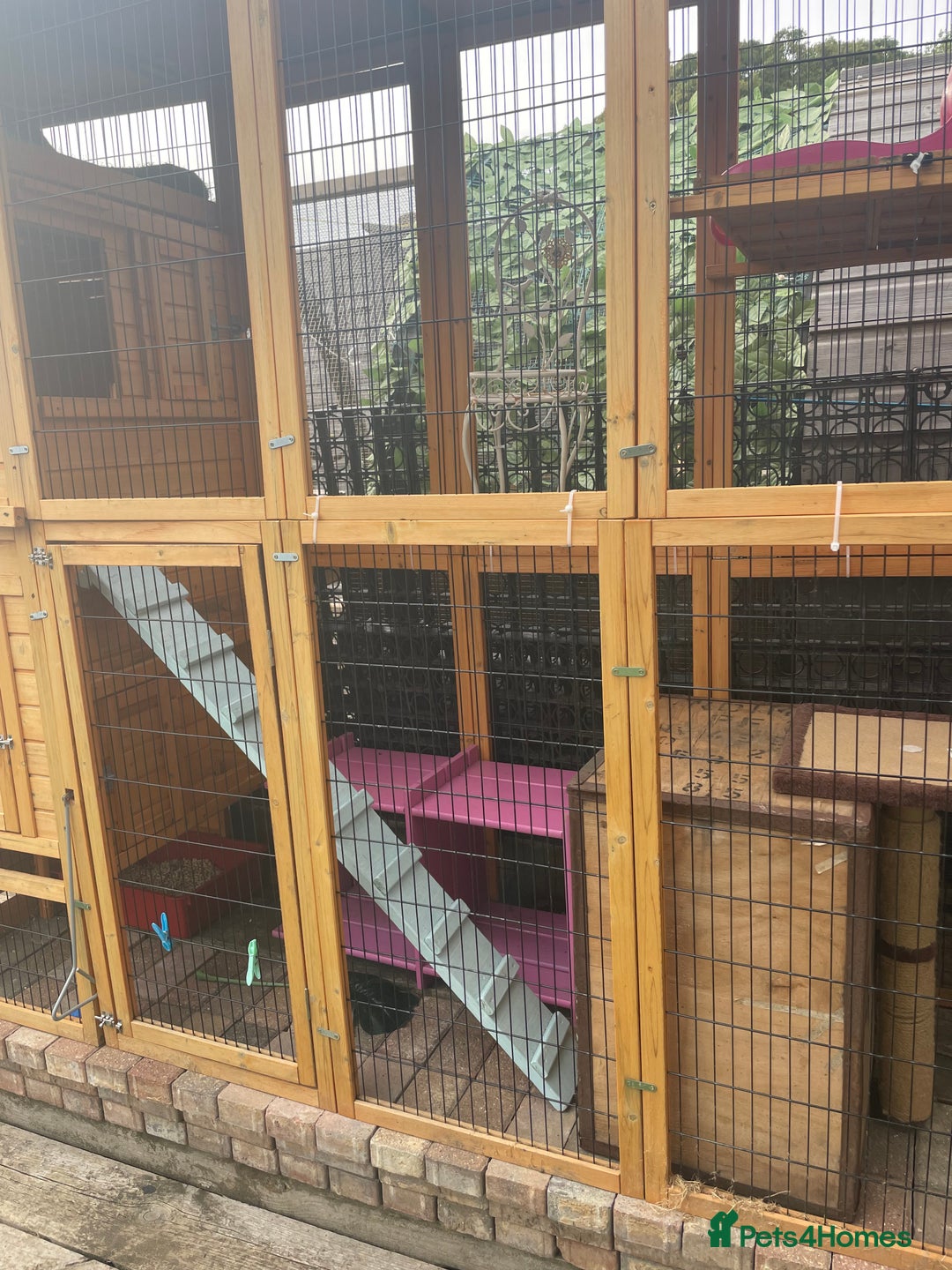 Bengal cats for sale: 2 Sweet Girls NOT spayed  - Image 12
