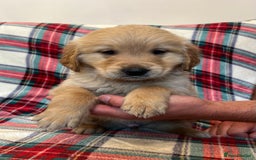 Golden Retriever dogs for sale: KC Registered Golden Retrievers  - Image 26
