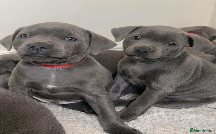 Staffordshire Bull Terrier dogs - Advert 10