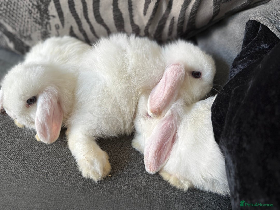 Mini Lop rabbits for sale: Gorgeous Mini Lops  - Image 8