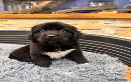 Newfoundland dogs for sale: Newfoundland puppies - Image 10