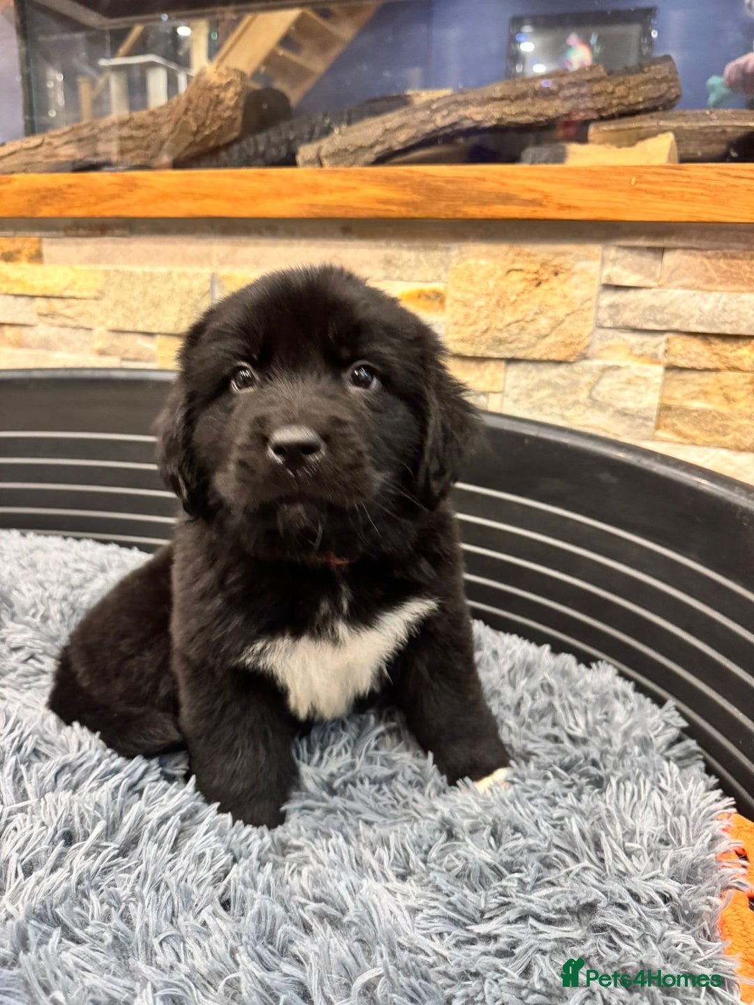 Newfoundland dogs for sale: Newfoundland puppies - Image 10
