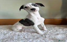 Whippet dogs for sale: Beautiful whippets puppies  - Image 4
